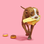 Interactive Plush Donut Dog Toy – Squeaky, Crinkle & Treat Dispenser for Fun Playtime with Dogs & Puppies
