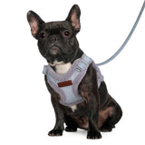 Winter Padded Dog Harness & Leash – Adjustable Vest for Dogs & Cats