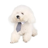 Adjustable Pet Bow Tie Collar for Pets
