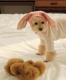 Knitted Dog Hat with Rabbit Ears – Warm Autumn/Winter Cap for Small Dogs & Puppies