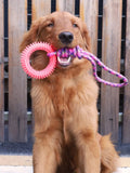 Spiked Ring Dog Toy – Interactive Training and Teeth Cleaning