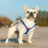Winter Padded Dog Harness & Leash – Adjustable Vest for Dogs & Cats