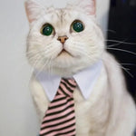 Adjustable Pet Bow Tie Collar for Pets