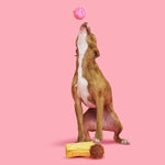 Interactive Plush Donut Dog Toy – Squeaky, Crinkle & Treat Dispenser for Fun Playtime with Dogs & Puppies