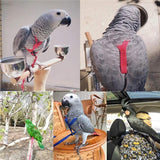 Parrot Bird Harness Leash Outdoor Flying Training Rope