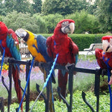 Bird Harness Leash for Conures