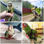 Parrot Bird Harness Leash Outdoor Flying Training Rope