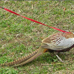 Bird Harness Leash for Conures