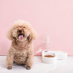 Double Feeder Automatic Water Drinking for Pet
