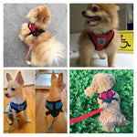 Vest Walking Lead Leash Cat