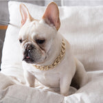 Pet Dog Cat Gold Necklace Collar