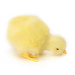 Simulation Lovely Plush Chick Toy Easter