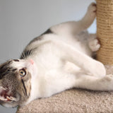 3 Scratching Deterrent Tree for Indoor Cats
